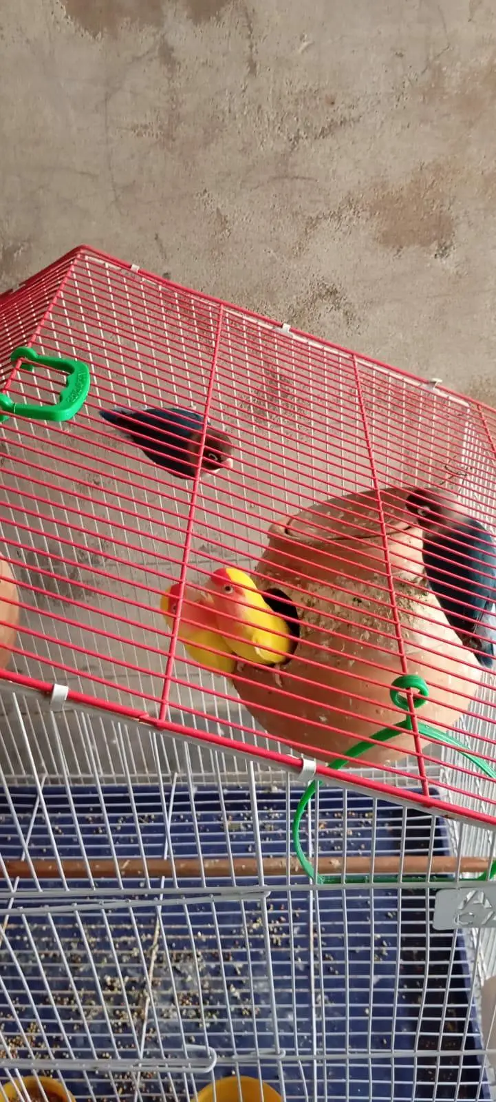 Albino and Blue mask lovebirds with cage. — photo 2