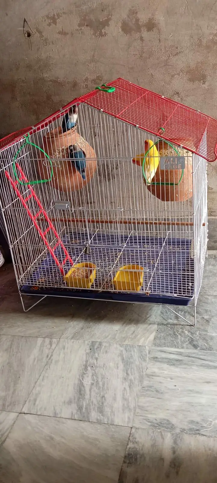 Albino and Blue mask lovebirds with cage. — photo 3