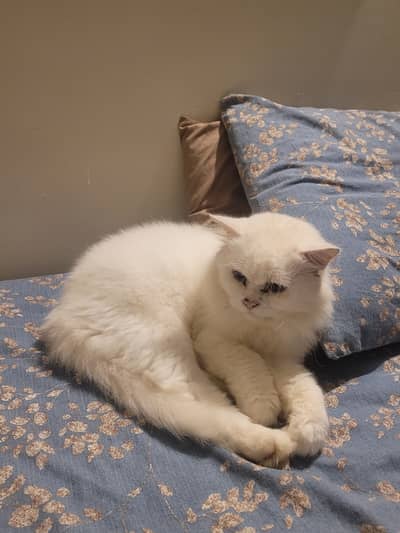 Male Persian Cat