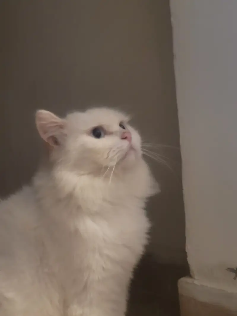 Male Persian Cat — photo 2