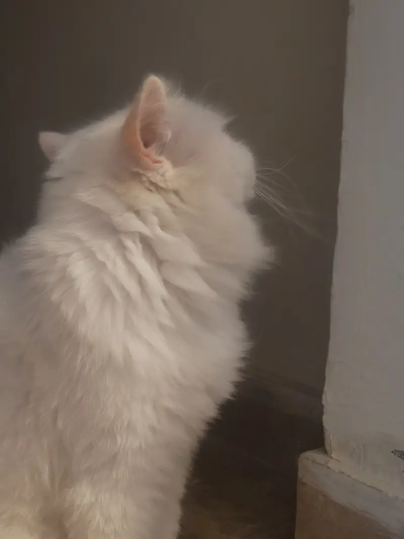 Male Persian Cat — photo 3
