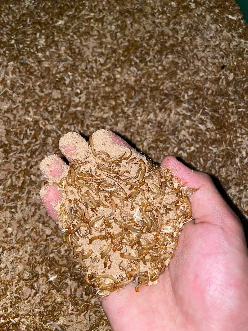 mealworms|birds food | parrot, hen's, fish food | love birds food — photo 3