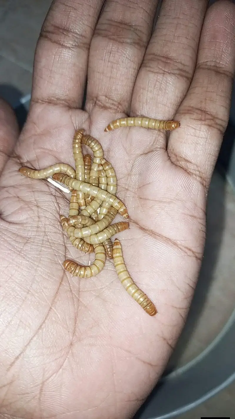 mealworms|birds food | parrot, hen's, fish food | love birds food — photo 7