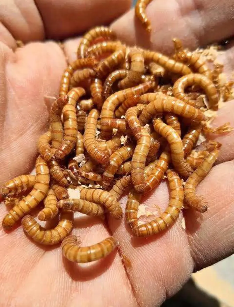 mealworms|birds food | parrot, hen's, fish food | love birds food — photo 8