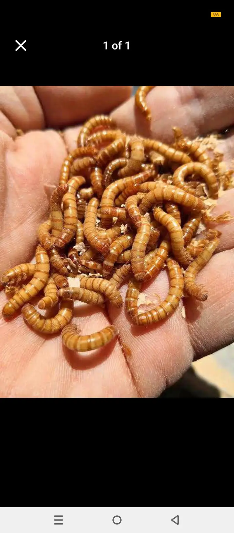 mealworms|birds food | parrot, hen's, fish food | love birds food — photo 9