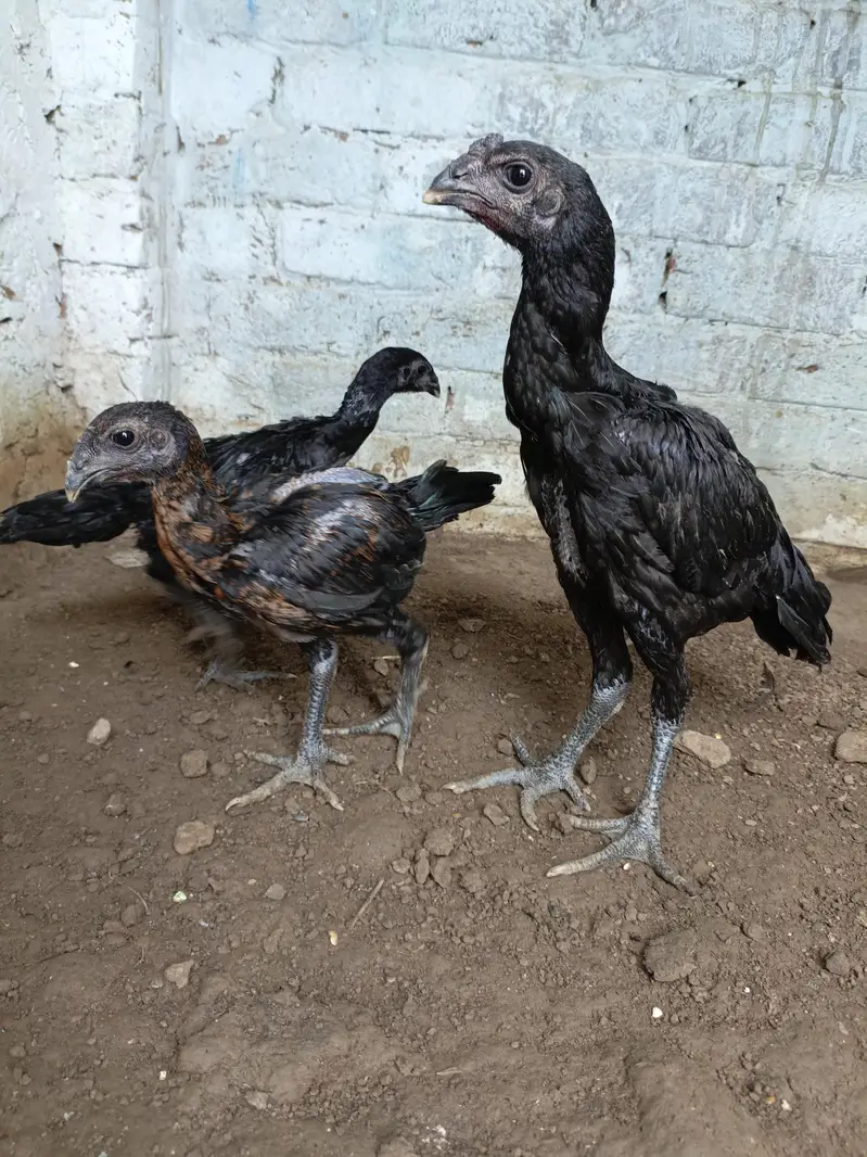 Dragon chicks — photo 2