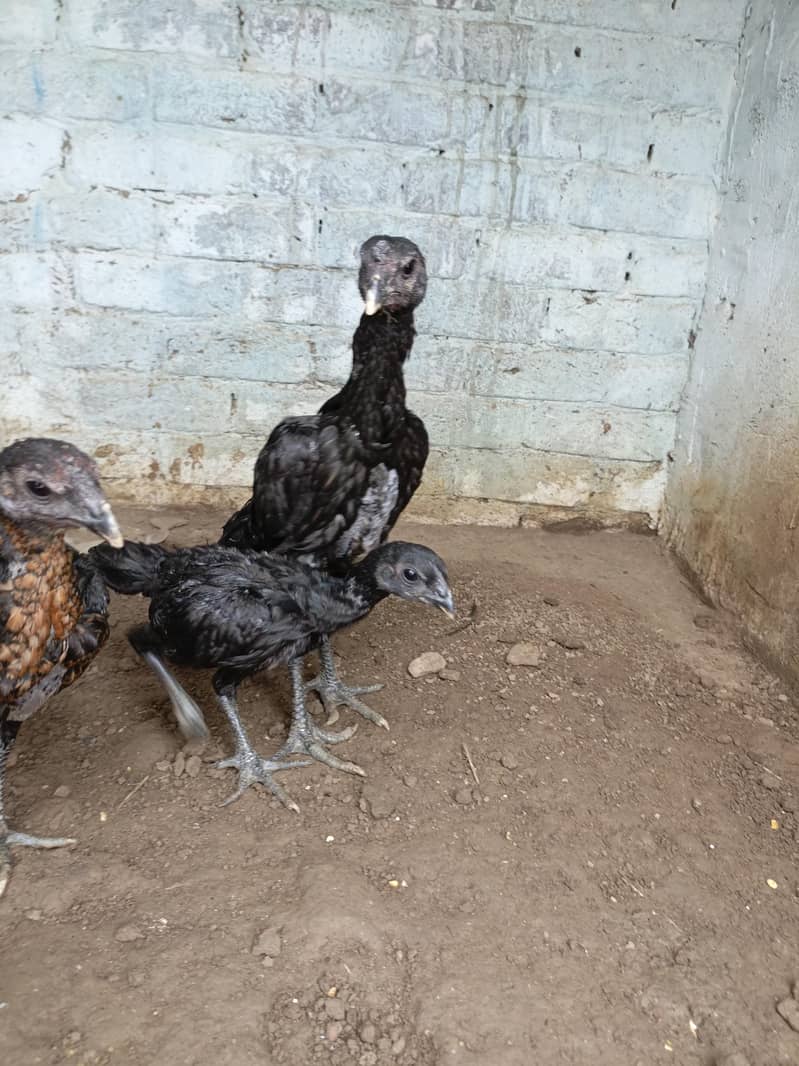 Dragon chicks 2