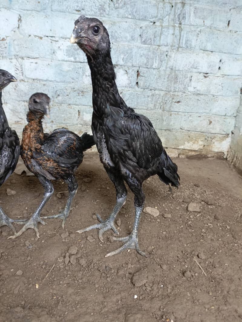 Dragon chicks 3
