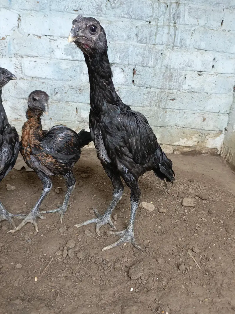 Dragon chicks — photo 4