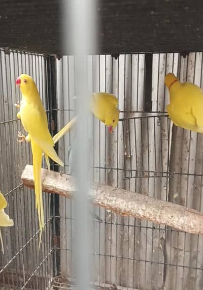 yellow ringneck pair