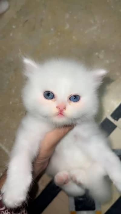 cats and kittens for salee