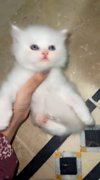 kittenfor salee