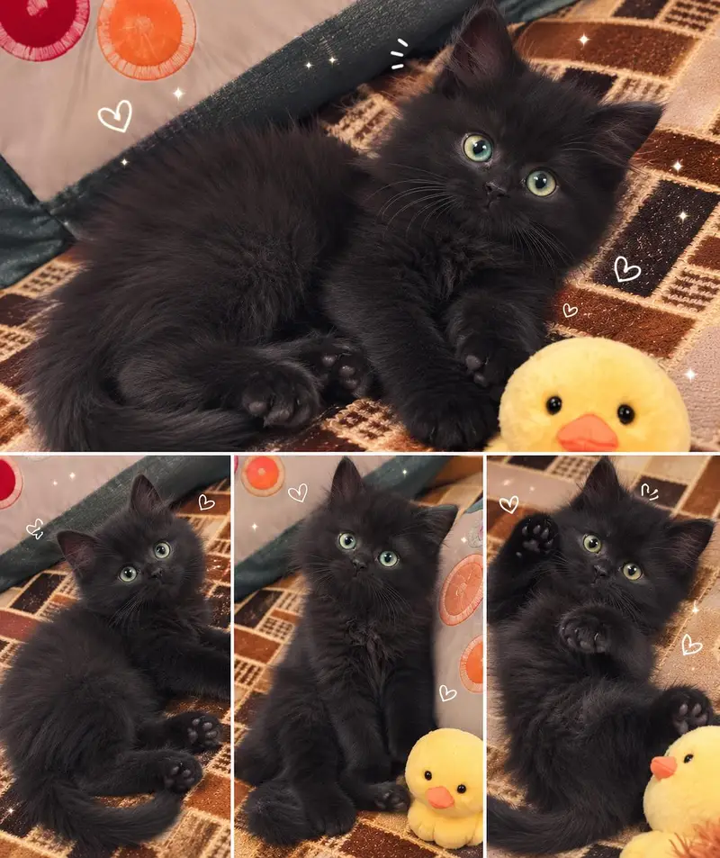 cats and kittens for salee — photo 3