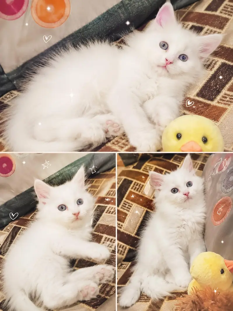 cats and kittens for salee — photo 4