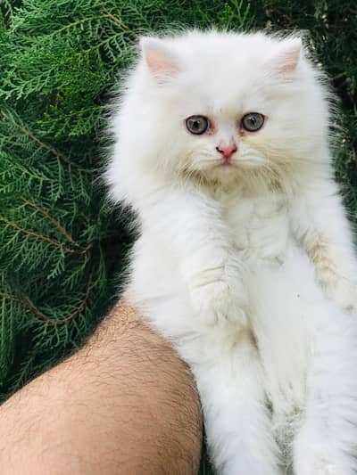 Persian kittens