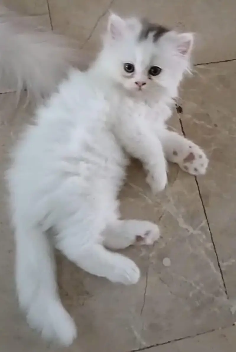Persian kittens — photo 2