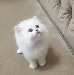 Persian kittens — photo 3