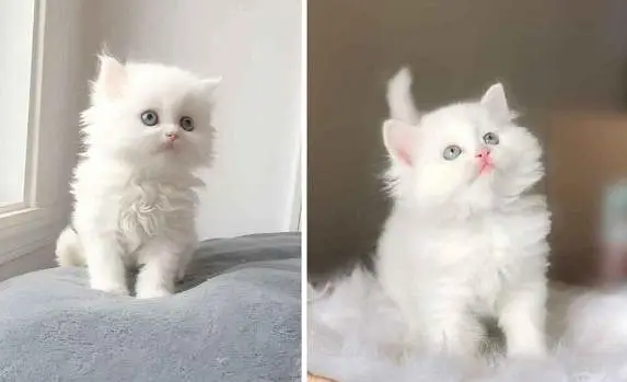 Persian kittens — photo 4