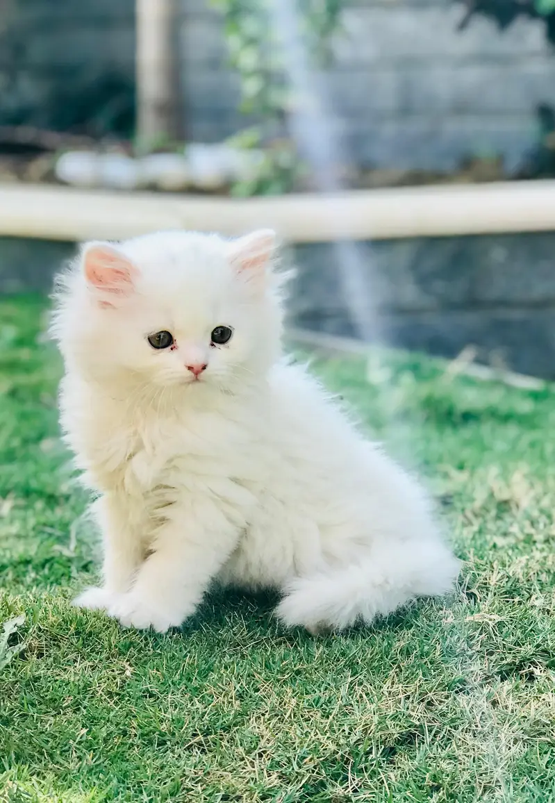 Persian kittens — photo 7