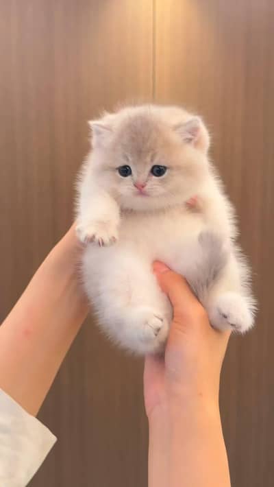 Persian kittens whatp. . 0320/// 7512402\\\
