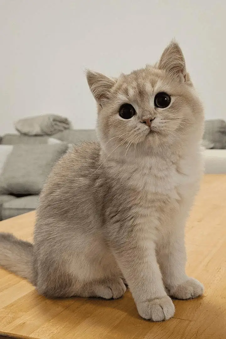 Persian kittens whatp. . 0320/// 7512402\\\ — photo 3