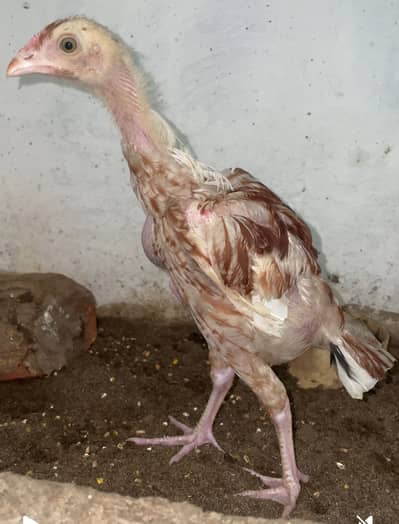 Chozi For Sale