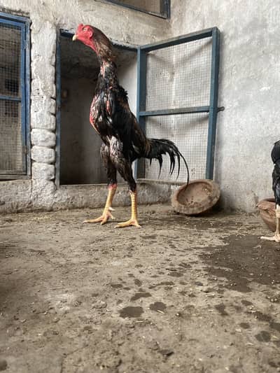 Shamo Pair for sale