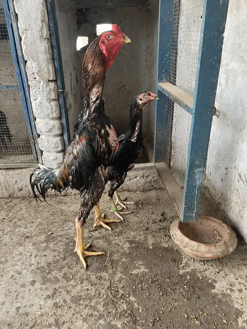 Shamo Pair for sale — photo 2
