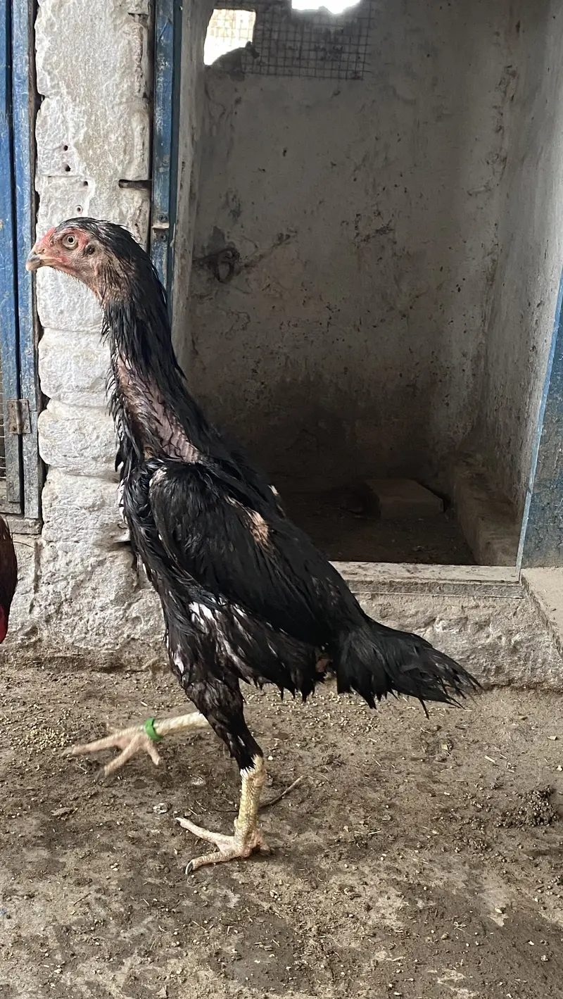 Shamo Pair for sale — photo 3