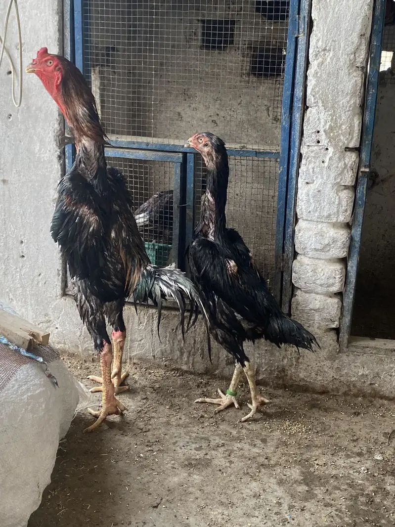 Shamo Pair for sale — photo 4