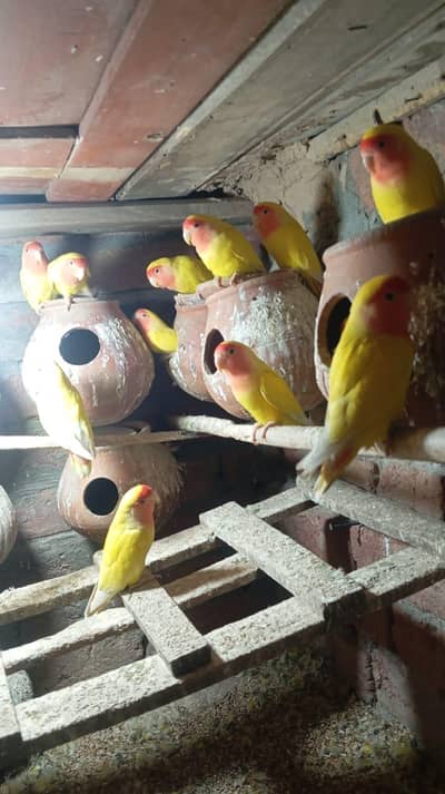 lovebirds comanliteno