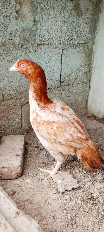 aseel mianwali murghi
