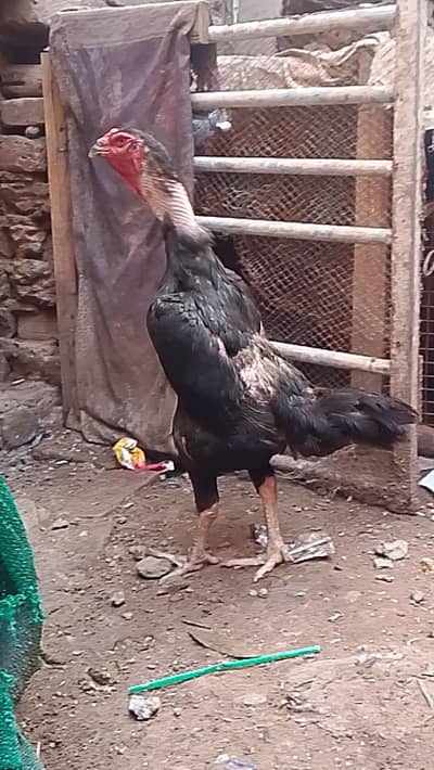 Germen o shamoo black color golden neck