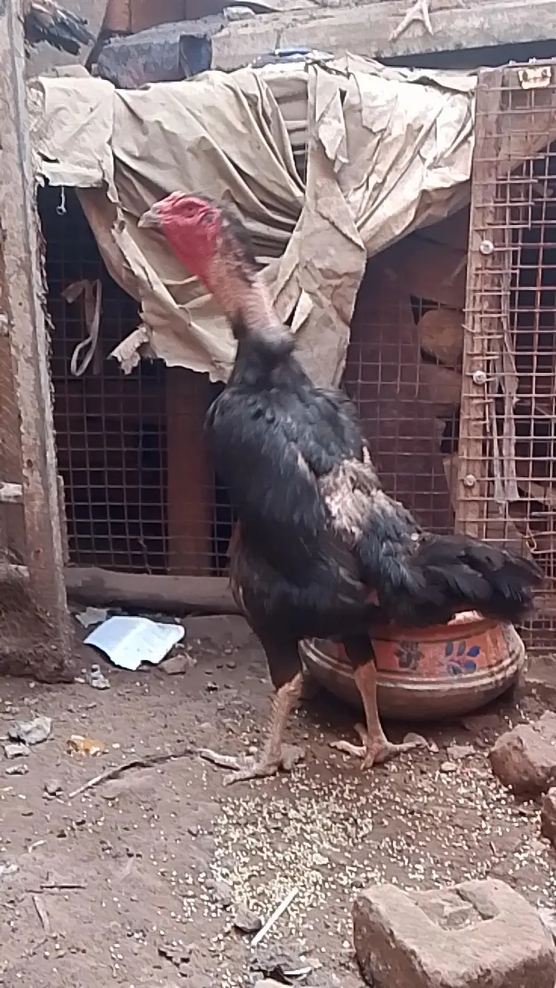 Germen o shamoo black color golden neck — photo 2