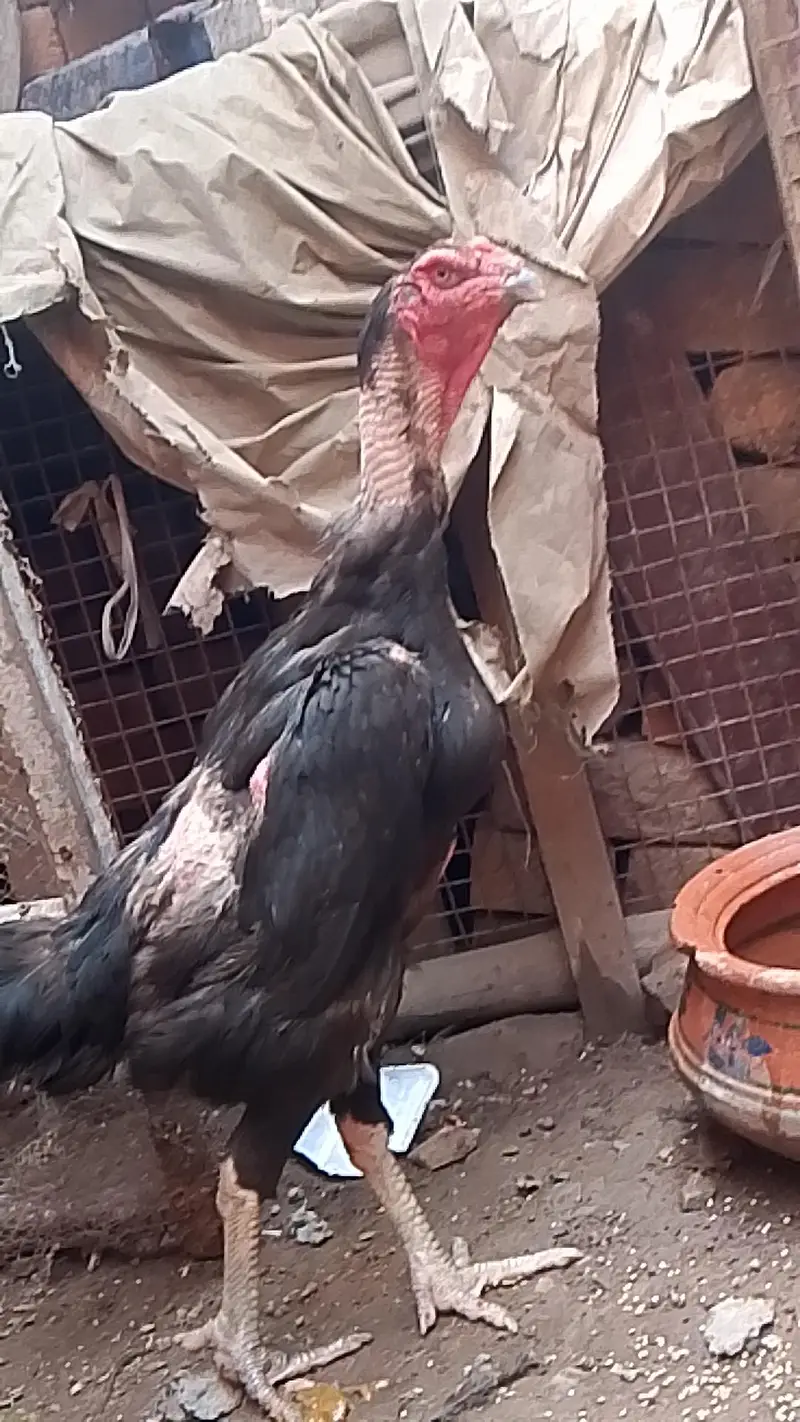 Germen o shamoo black color golden neck — photo 3