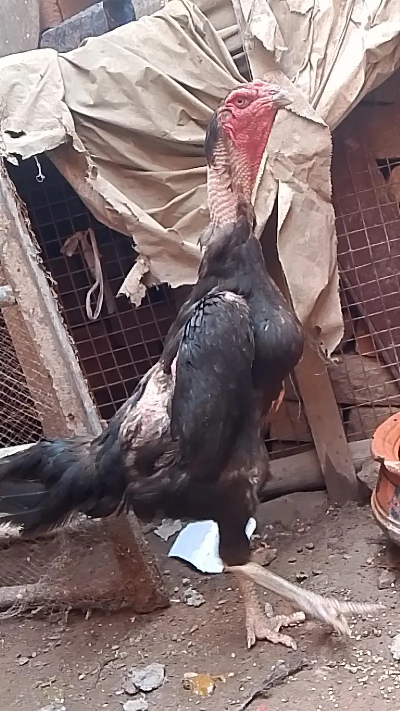 Germen o shamoo black color golden neck — photo 4