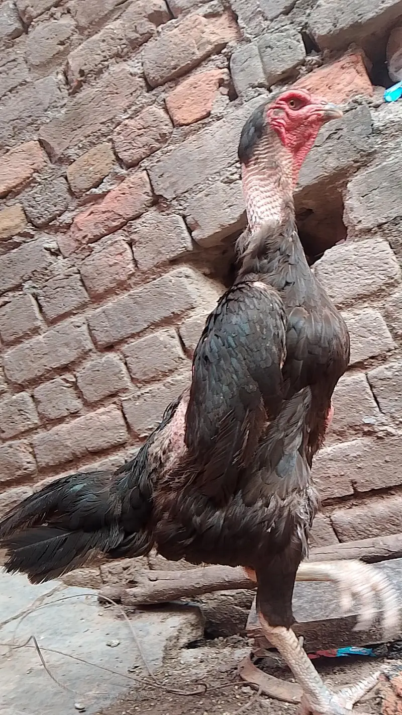 Germen o shamoo black color golden neck — photo 6