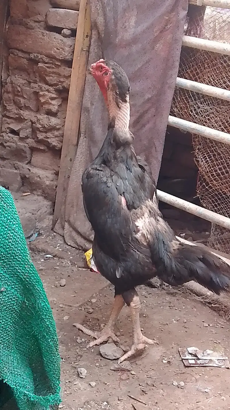 Germen o shamoo black color golden neck — photo 7
