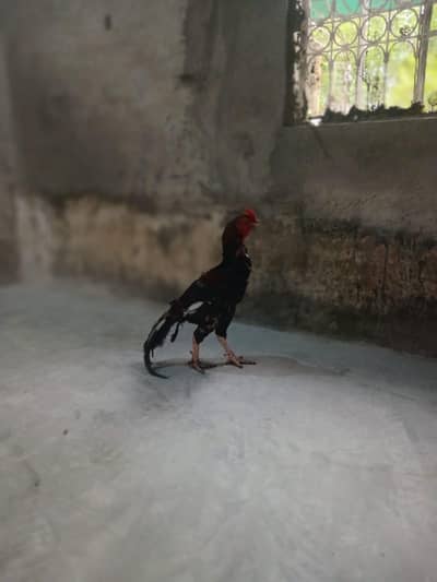 mianwali lakha aseel