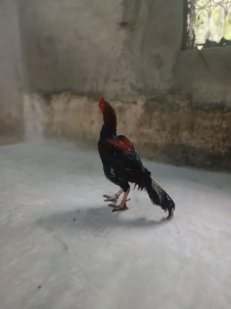 mianwali lakha aseel — photo 2