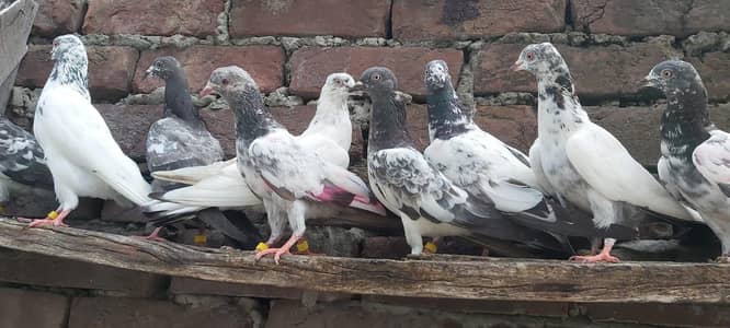 Taddi sialkoti young pathiya pathy for sale.