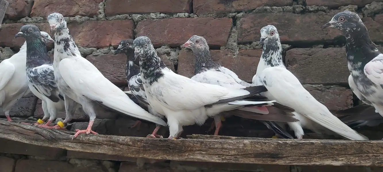 Taddi sialkoti young pathiya pathy for sale. — photo 2
