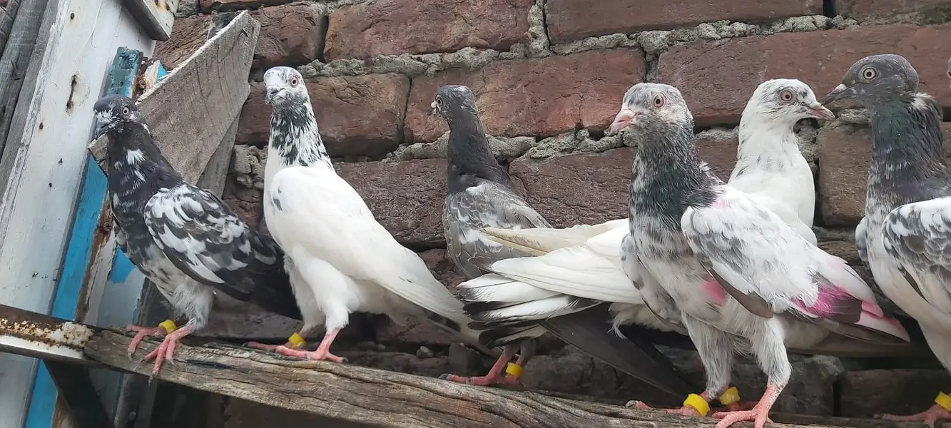 Taddi sialkoti young pathiya pathy for sale. — photo 3