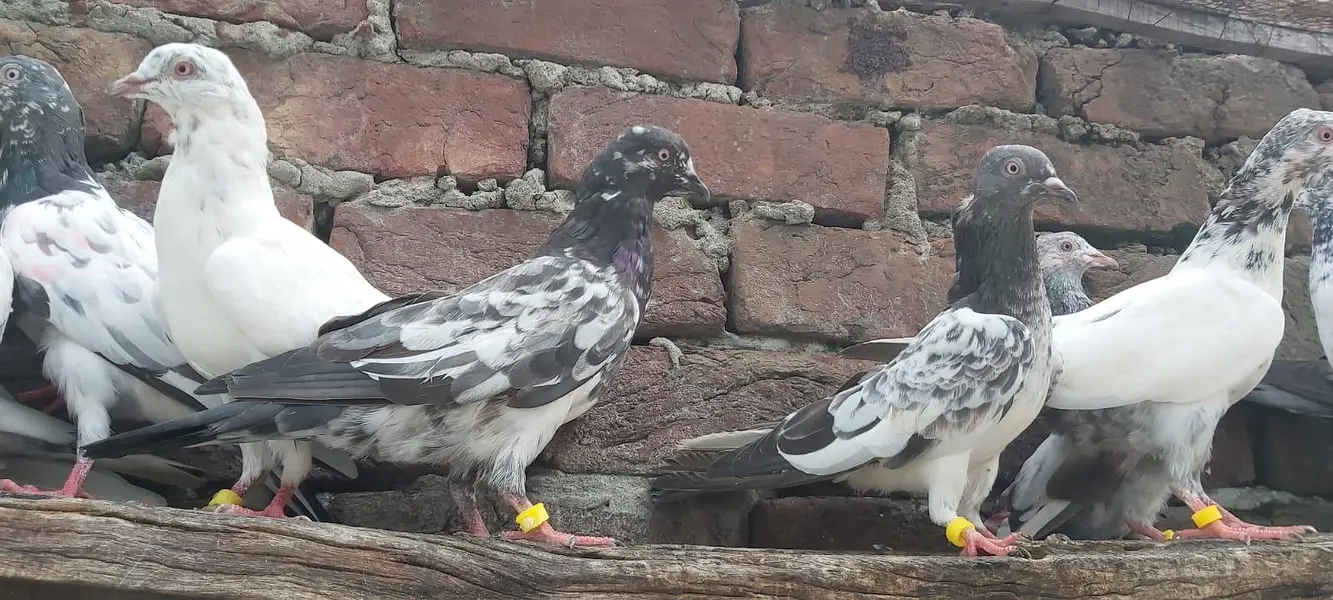 Taddi sialkoti young pathiya pathy for sale. — photo 4