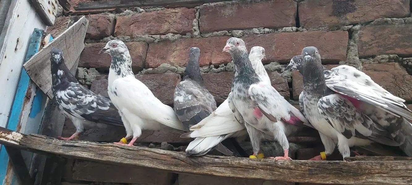 Taddi sialkoti young pathiya pathy for sale. — photo 5