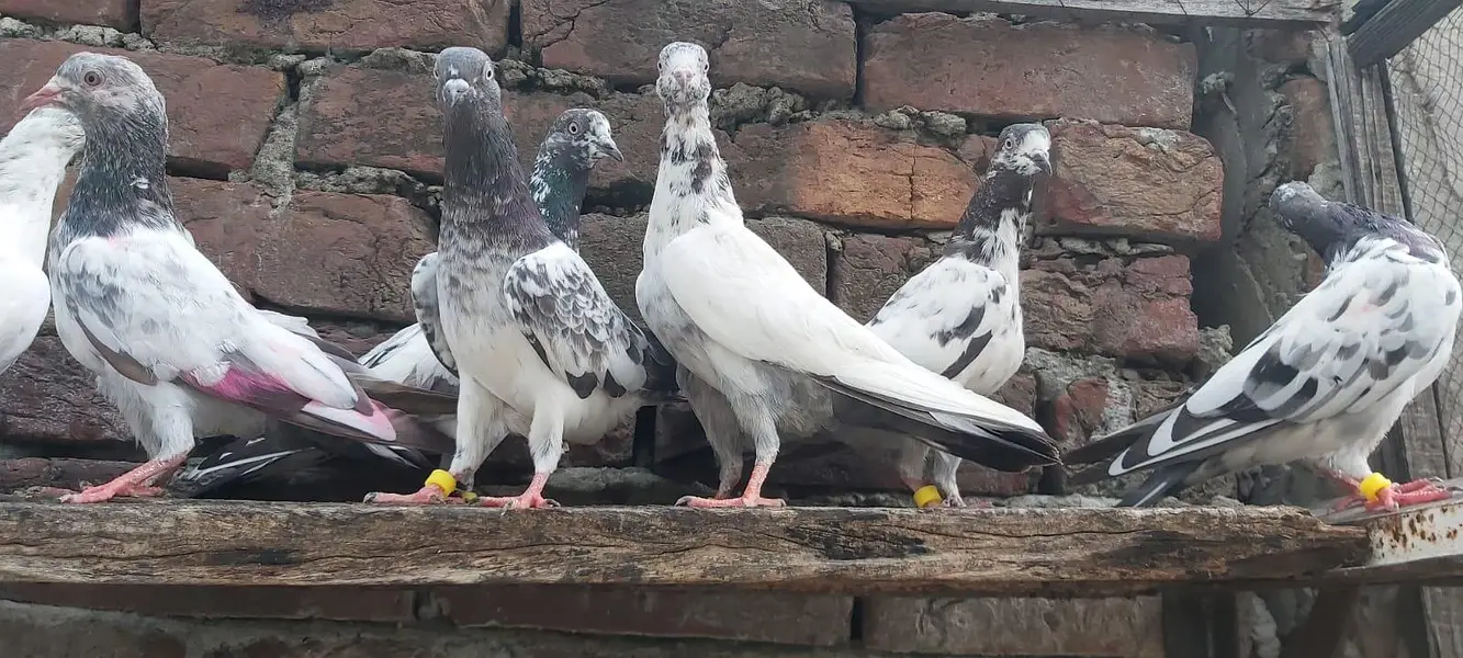 Taddi sialkoti young pathiya pathy for sale. — photo 6