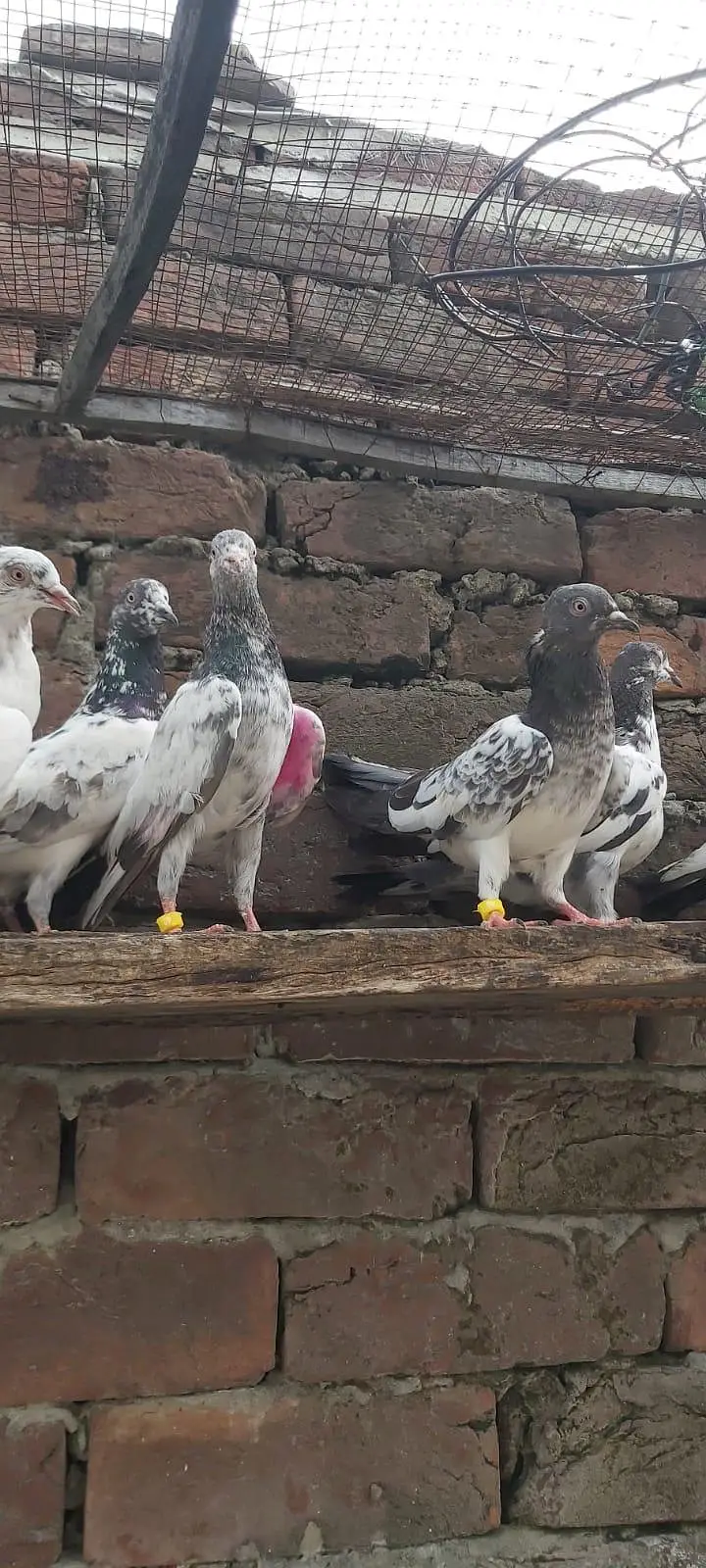 Taddi sialkoti young pathiya pathy for sale. — photo 8