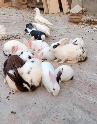 Rabbit breeder pairs