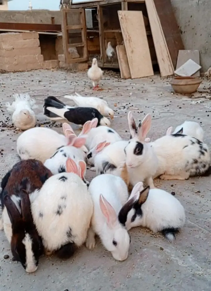 Rabbit breeder pairs — photo 2