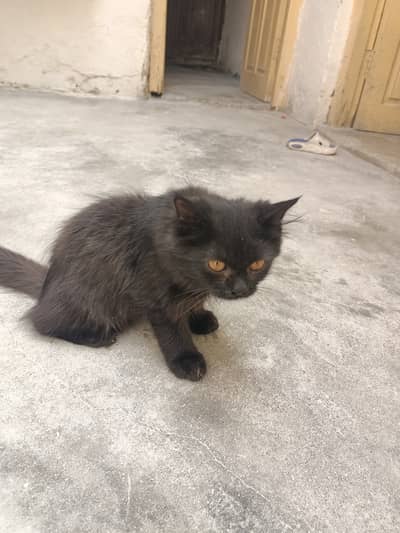 A Beautiful Black Person Cat